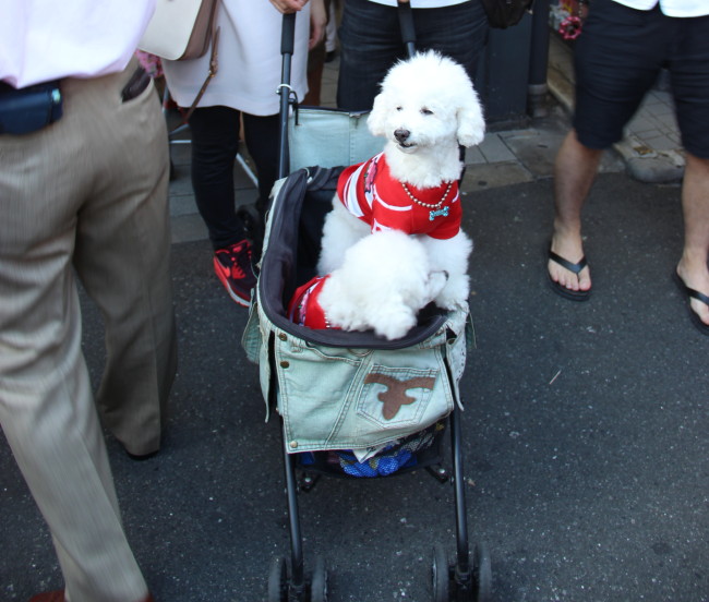 Hond in kinderwagen Japan